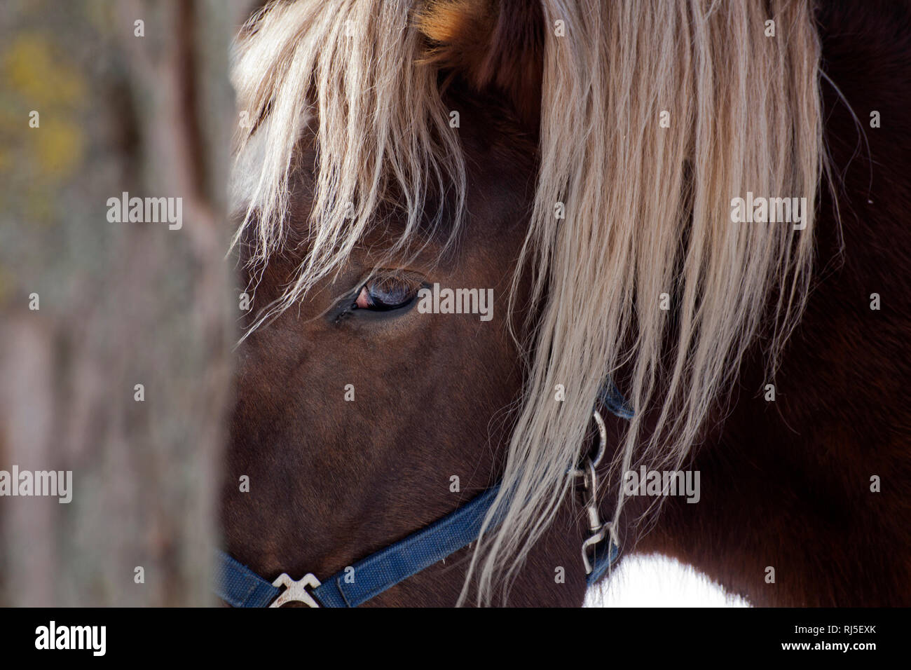 Pferdekopf in Detailansicht Stock Photo
