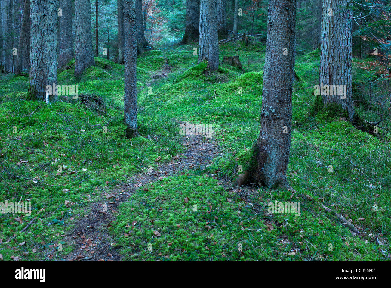 schmale Wegspur im düsteren Bergwald Stock Photo