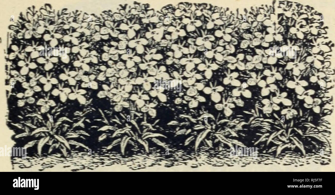 Parrot with crystal eyes hires stock photography and images Alamy