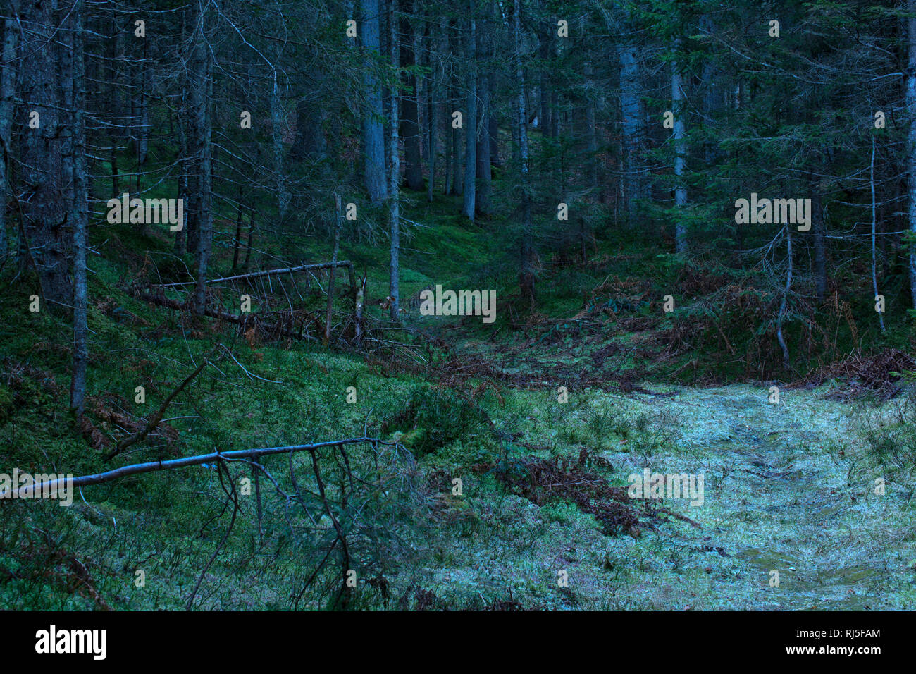 schmale Wegspur im düsteren Bergwald Stock Photo