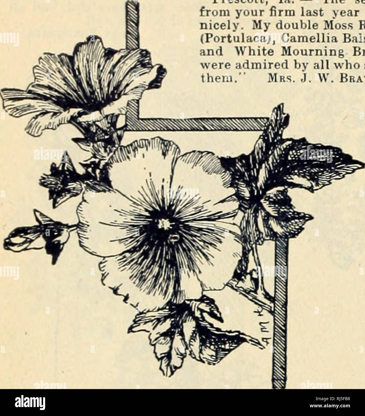. Choice flower seeds. Flowers Seeds Catalogs; Seeds Catalogs; Vegetables Seeds Catalogs. MISS EMMA V. WHITE. Preseott, la. —&quot;The seeds from your firm last year did nicely. My double Moss Rose (Portulacaj, Camellia Balsam and White Mourning Bride were admired by all who saw them.&quot; Mrs. j. YY. Bray.. LAVATERA. The Lavateras are among the old- fashioned annuals that well deserve to be restored to more general favor. The blossoms are large and cup-shaped, measuring from one and a half to two inches across, and appear in showy clusters. The plant is somewhat strag- gling and the foliage  Stock Photo