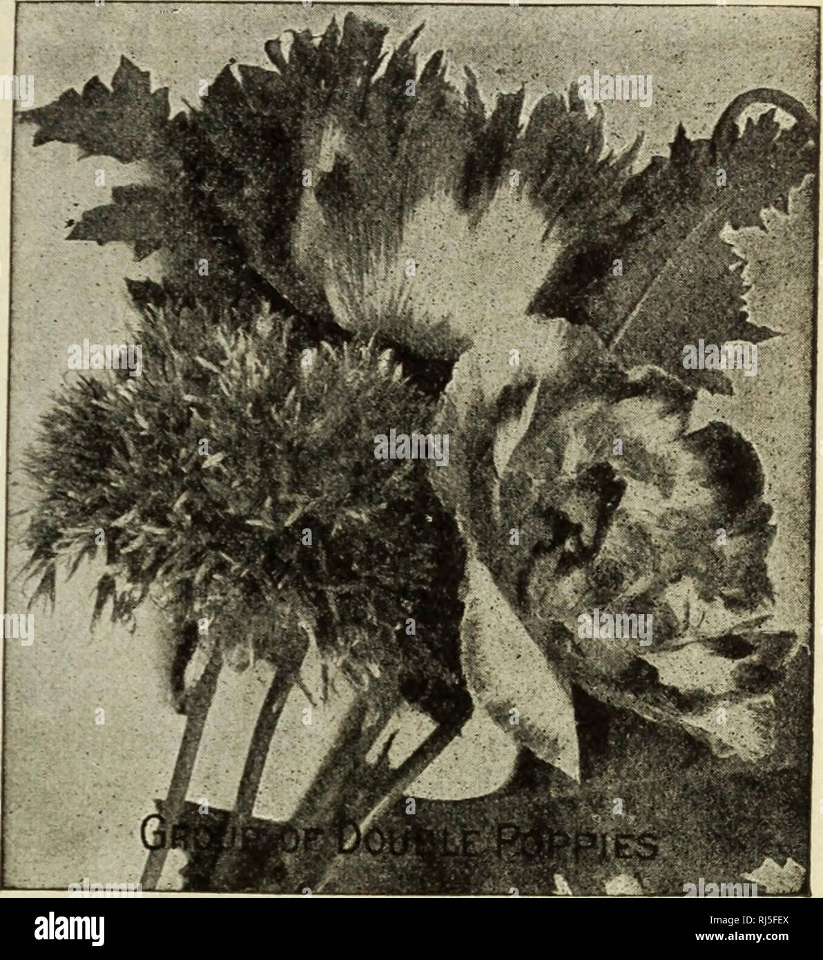 . Choice flower seeds 1912 : compliments of Miss Emma V. White. Flowers Seeds Catalogs; Seeds Catalogs; Vegetables Seeds Catalogs. Cleburne, Kans.---&quot;I have been getting seeds from you lor several years and have extra fine flowers,&quot; —Mrs. Geo. Hansen. POPPIES SHIRLEY POPPY ''Acme&quot; Mixture In an effort to offer the very best in this most popular poppy, I have tried the strains of several noted growers, and am offering this year in this mix- ture a strain that cannot be excelled. It is made up of seeds of Burbank's choicest selection, together with seed from an English grower, whi Stock Photo