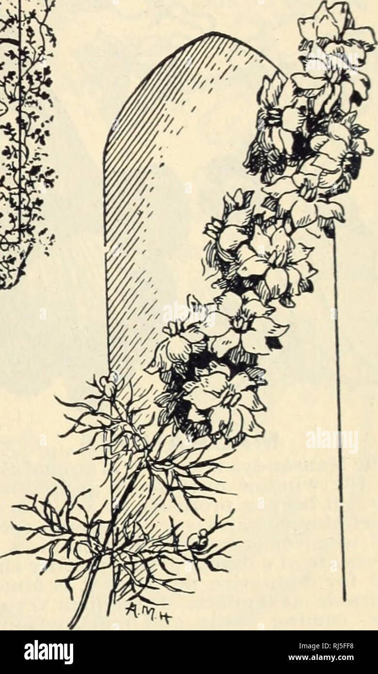 Choice Flower Seeds Flowers Seeds Catalogs Seeds Catalogs