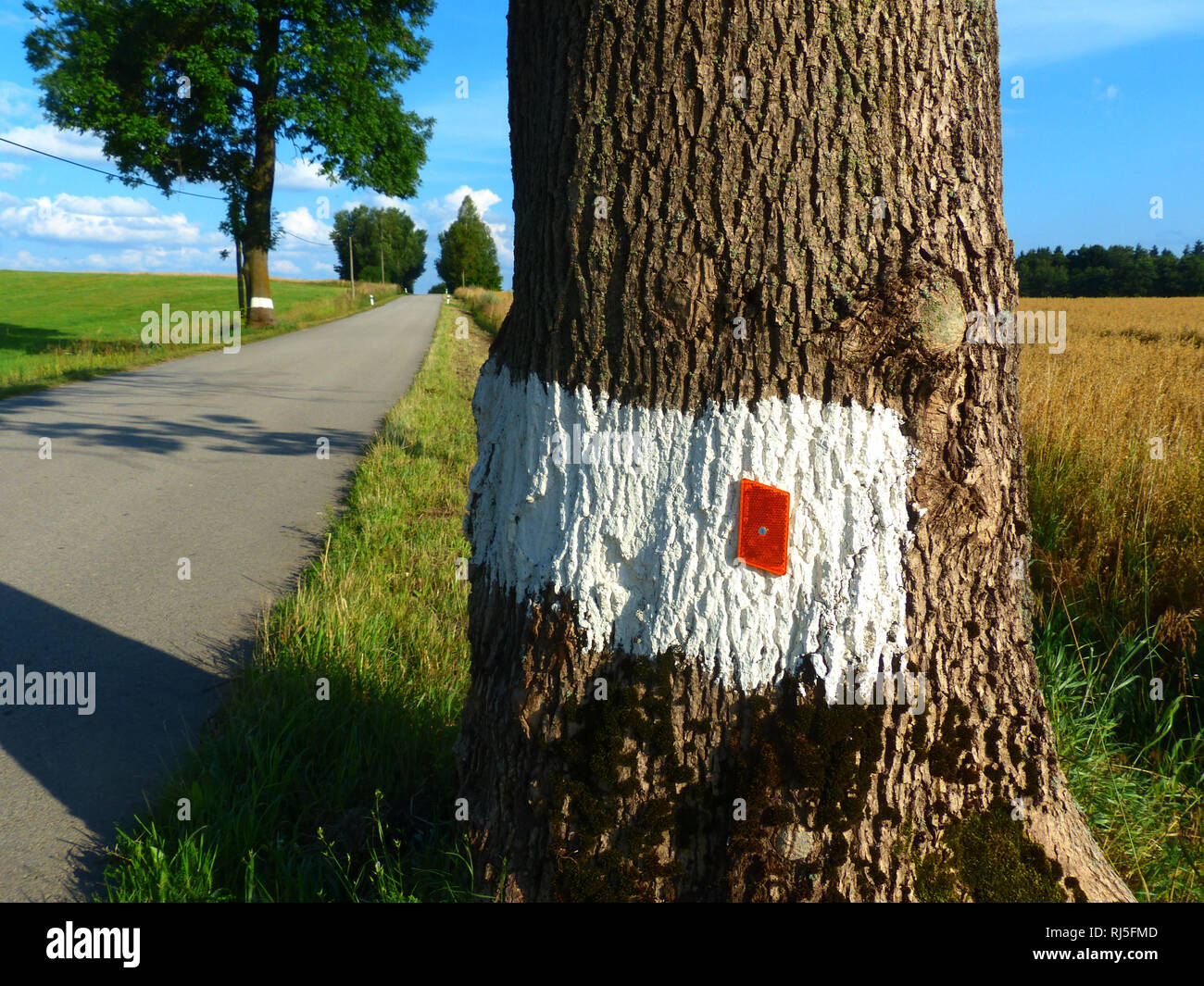Large linden tree marked with white paint and reflecting glass for driving safety Stock Photo