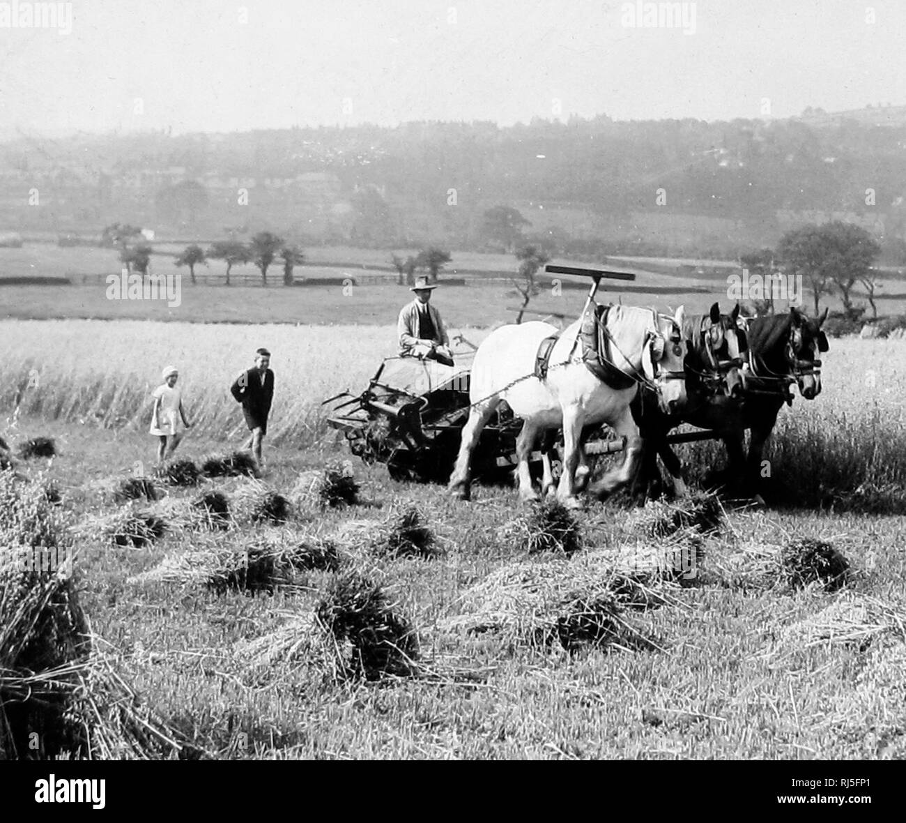 Harvesting near Keighley in 1926 Stock Photo Alamy