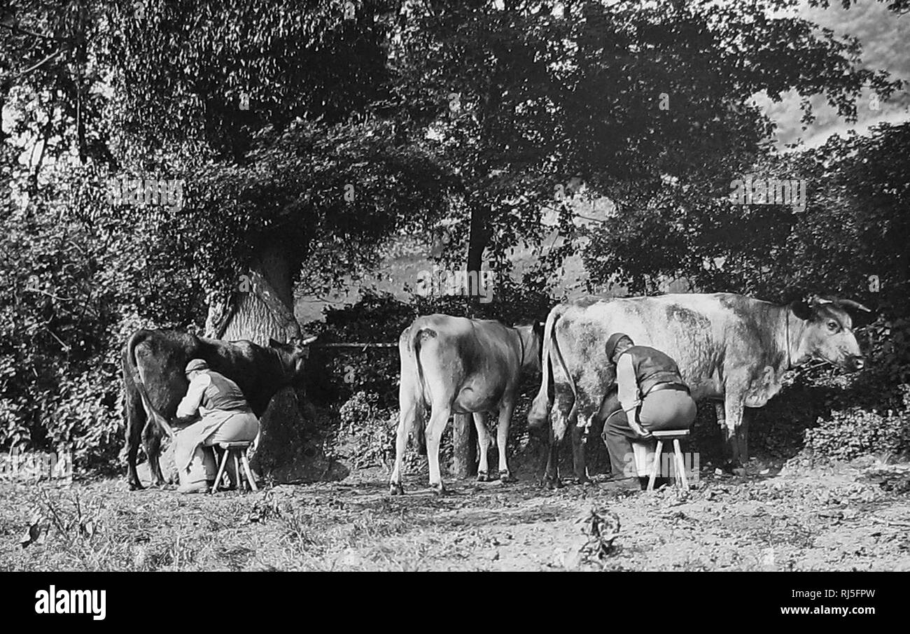 Milking cows Stock Photo