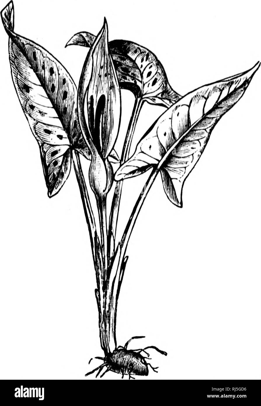 . The story of the plants [microform]. Plants; Botany; Plantes; Botanique. 130 THE STORY OP THE PLANTS. The structure of the cuckoo-pint is very peculiar. What looks like the flower is not really any part of the flower at all, but a large. FIG. 25.—THE COMMON ARUM, OR CUCKOO- PINT, SHOWING THE SPATHE WHICH SUR- ROUNDS THE FLOWERS, AND THE SPIKE STICKING UP IN THE MIDDLE. outer leaf or spathe surrounding a group of very tiny blossoms. You can understand this leaf better if you look at a narcissus stalk, where. Please note that these images are extracted from scanned page images that may have be Stock Photo