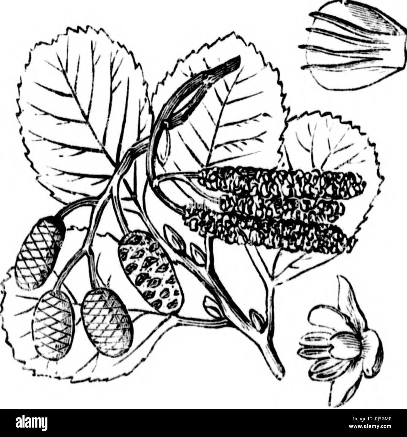 . The colours of flowers [microform] : as illustrated in British flora. Flowers; Color of flowers; Flowers; Fleurs; Couleur des fleurs; Fleurs. Fig. 36.-Male rtower of netile {^Urtica atoica); yreui, with stamens opposite the sepals. of a corolla. In the beech {Betidd) the three florets under each bract are loosely and irregularly arranged ; and in the male hornbeam {Carpinus) and hazel {Cory- his) the perianth is wholly obsolete. All these are. Fig. 37.—Flowtrs of alder {Alnus); jrreen, with stamens opposite the sepals. probably quite anemophilous. The willows {Salix), on the other hand, thou Stock Photo