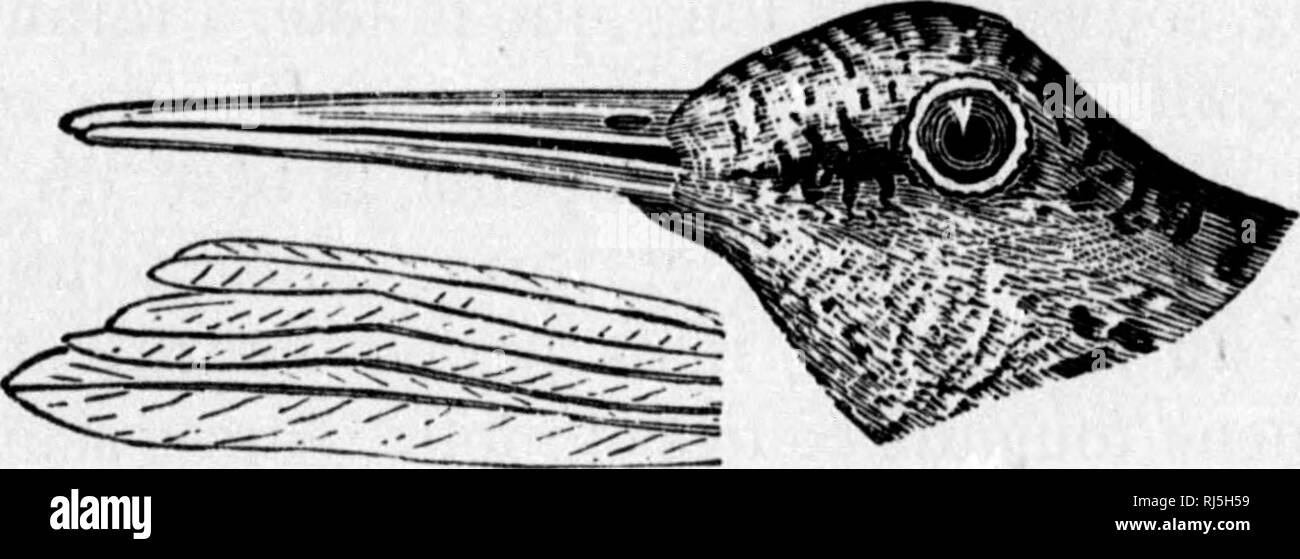 Les Oiseaux Du Canada Microforme Oiseaux Birds â 176 â
