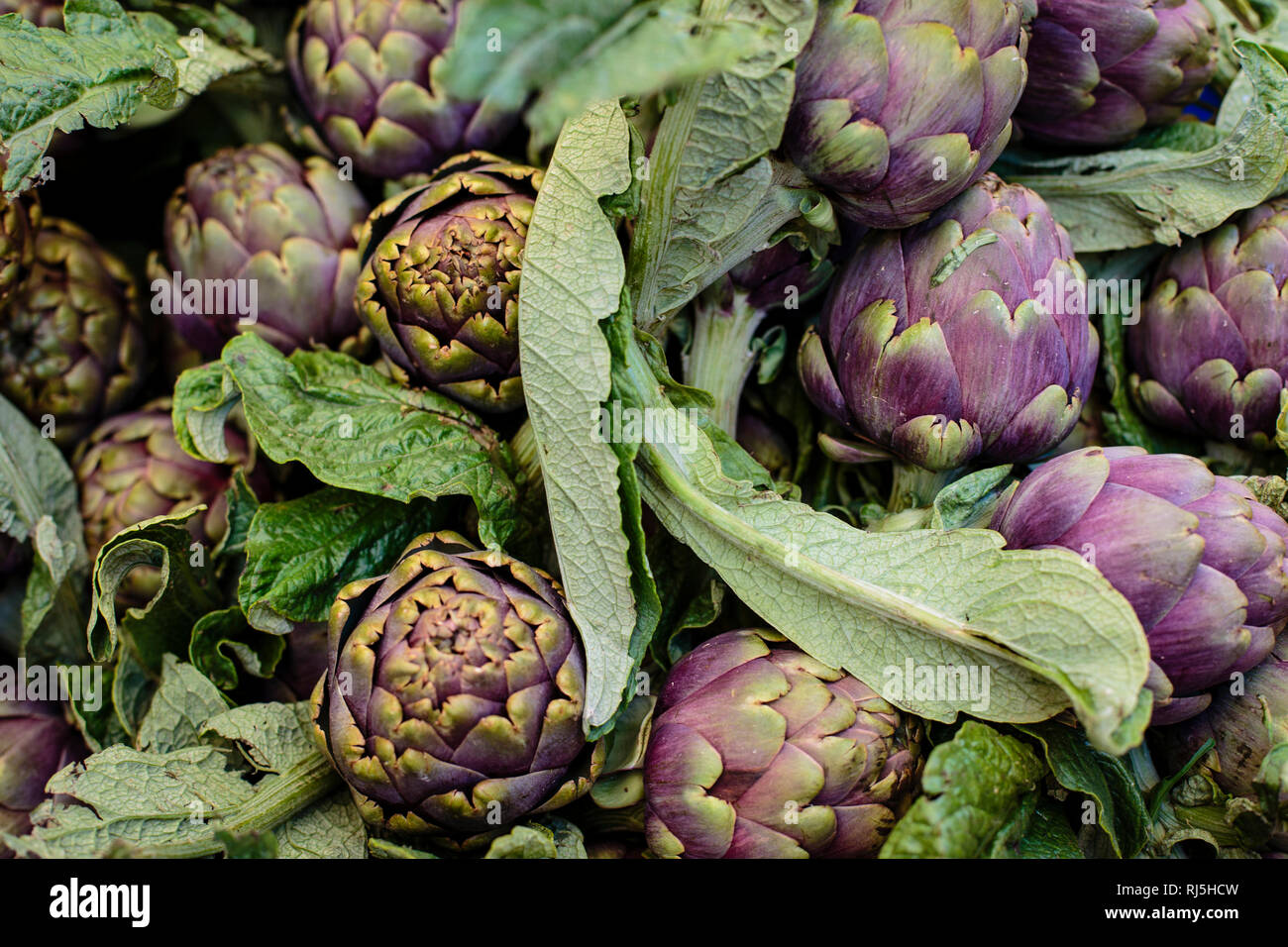 Europa, Italien, Latium, Rom. Frische Artischocken auf dem Markt des Campo de’ Fiori Stock Photo