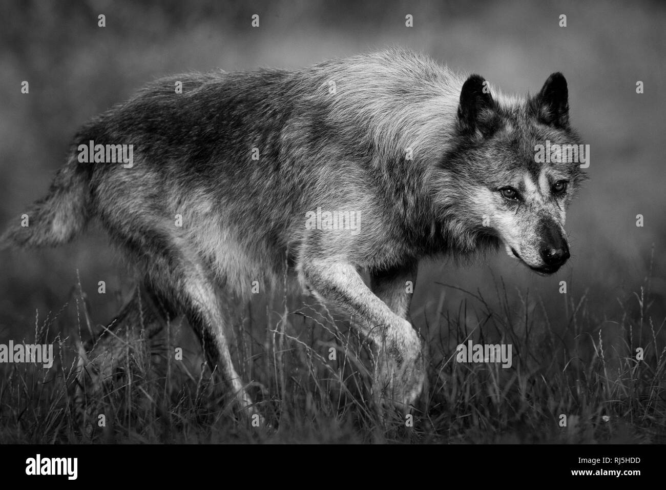 Black wolf in black and white Stock Photo Alamy