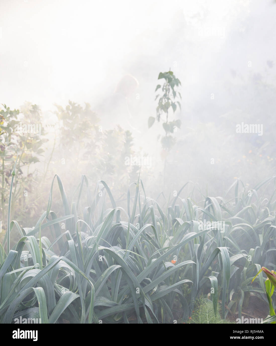 Plants in garden in morning fog Stock Photo
