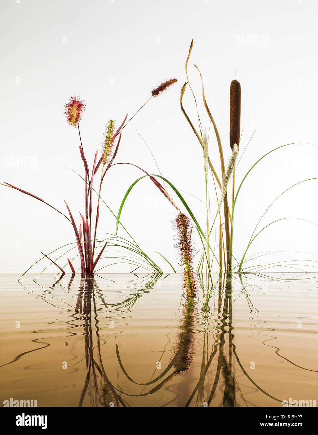 Reed close up hi-res stock photography and images - Alamy
