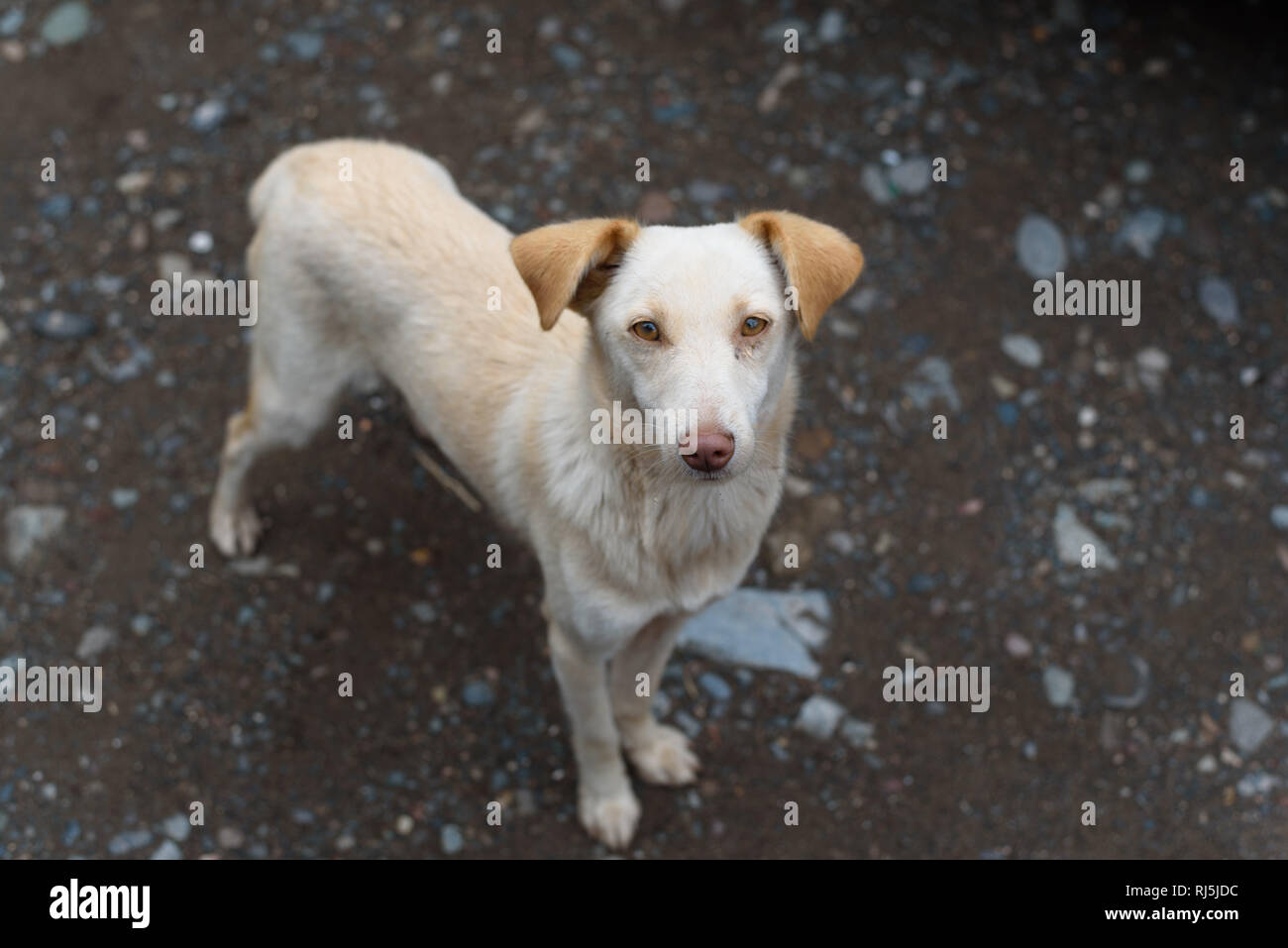 Strassenhund hi-res stock photography and images - Alamy