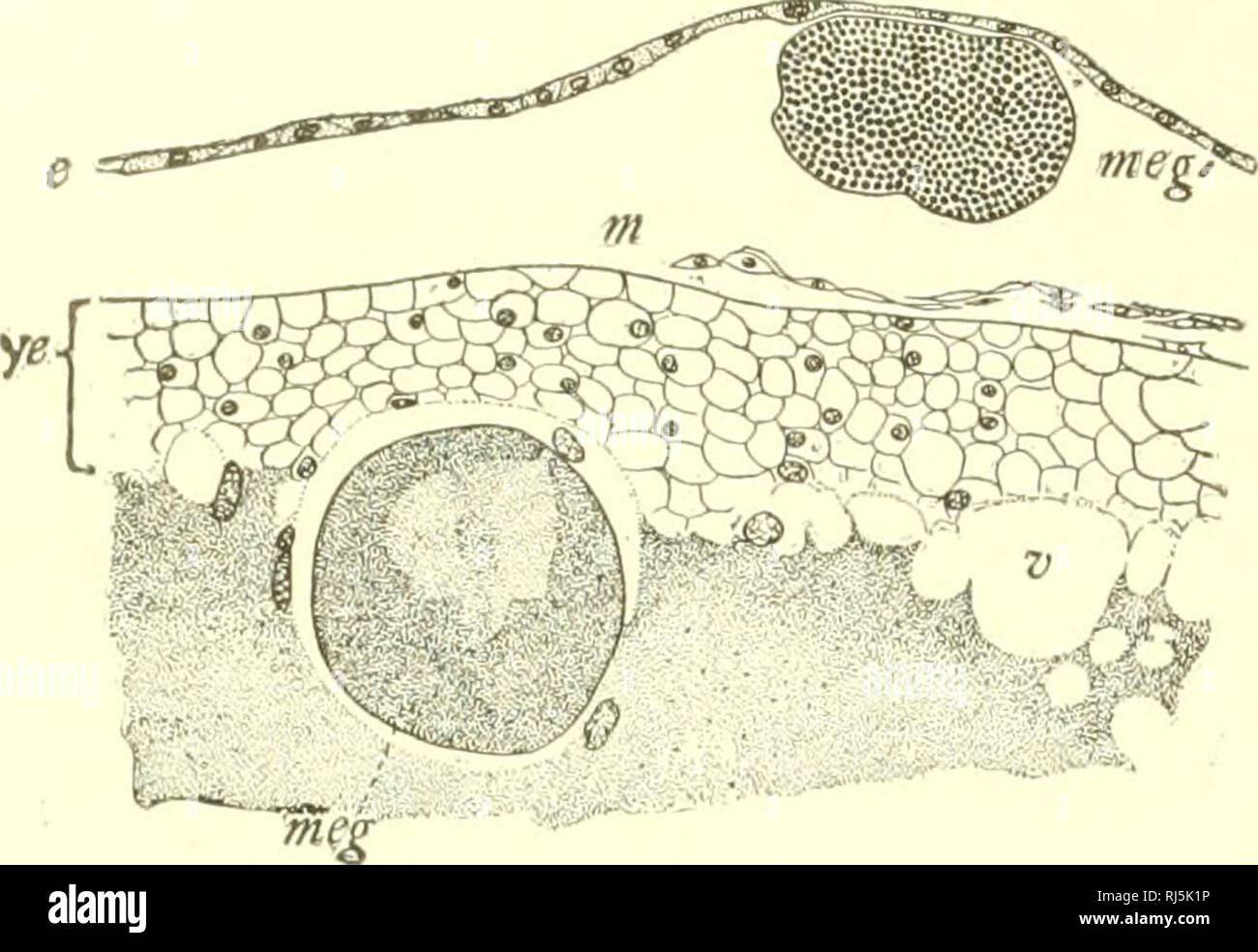 . Chimæroid fishes and their development. Fishes; Chimaeridae. 98 CHIM^ROID FISHES AND THEIR DEVELOPMENT.. Fig. 75. — Detail of extra-embryonic region of embryo of fig. 73. e. Ecloderm ; '&quot;t mesoblasi; &gt;&quot;e(/, 'Hf^', gigantic yolk-cells ; t?, vacuole 3/t', yolk-enloderm. have already seen, to the walls of the gut, since it passes to them yolk masses, large and small, and perhaps also dissolved yolk material. In evidence of the nutritive value of this material witness numerous mitoses in the adjacent (inmost) cells of the entoderm—one of which appears in the present section. In fig. Stock Photo