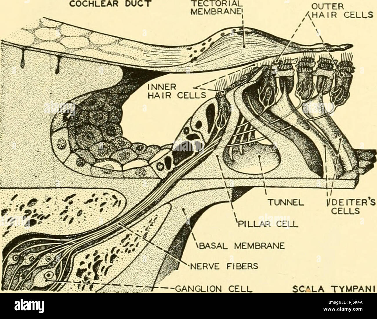. Chordate anatomy. Chordata; Anatomy, Comparative. THE SENSE ORGANS