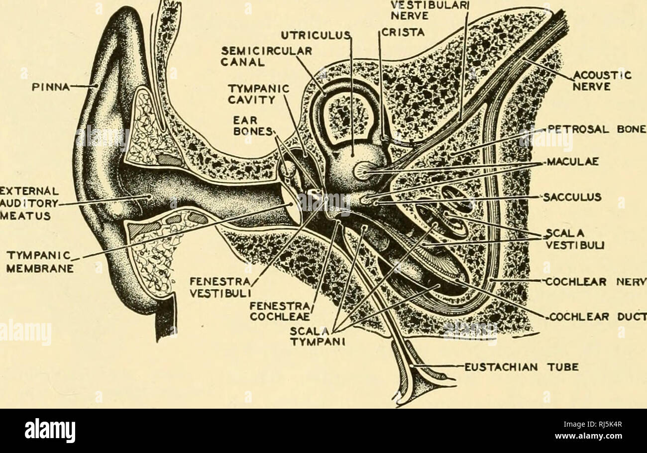 . Chordate anatomy. Chordata; Anatomy, Comparative. 420 CHORDATE