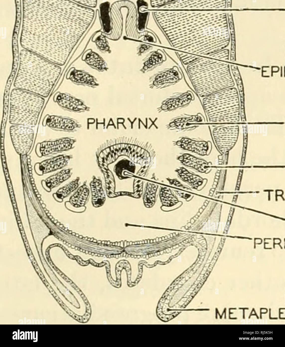 Peribranchial hi-res stock photography and images - Alamy