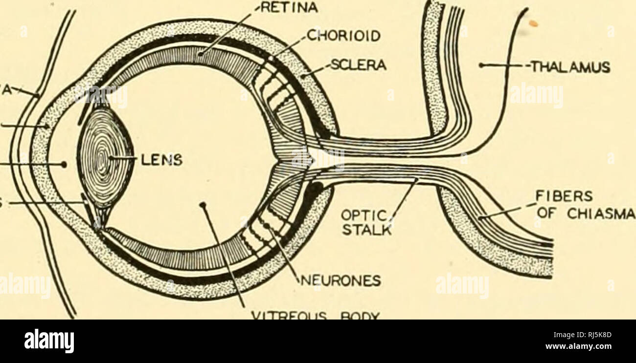 . Chordate anatomy. Chordata; Anatomy, Comparative. Fig. 363.—Sections