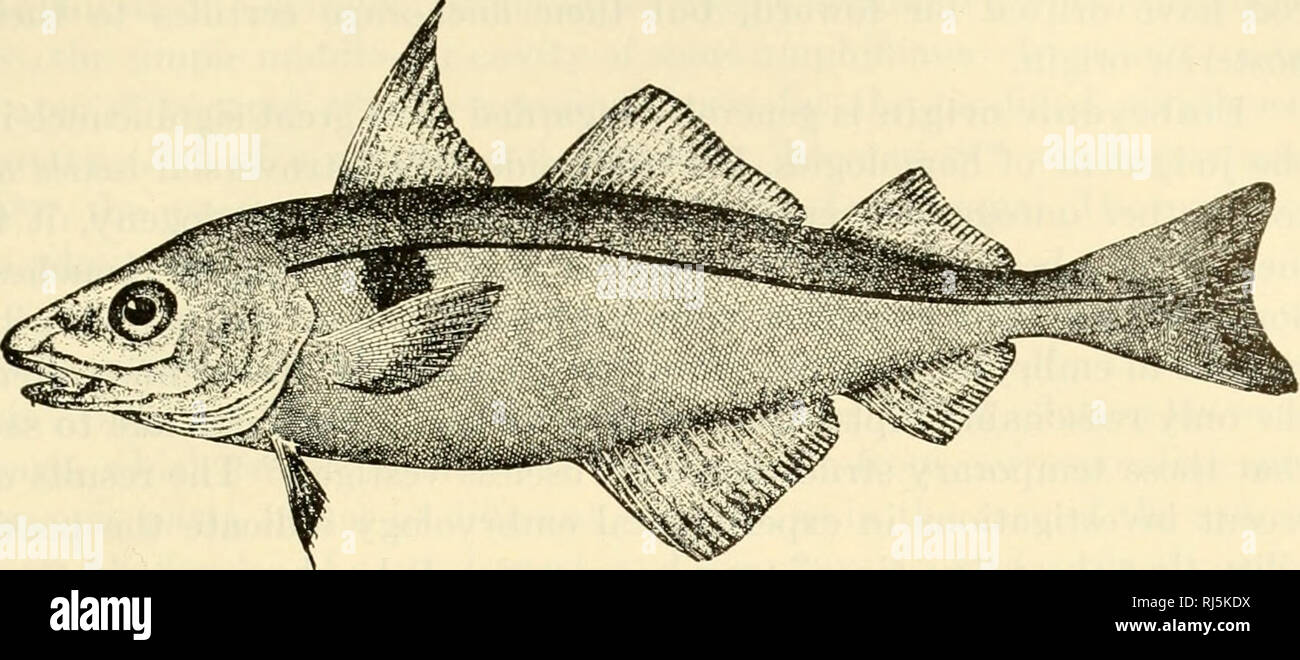 . The chordates. Chordata. Aim and Method of Comparative Anatomy 379. Fig. 299. Melanogrammus aeglefinus (Linnaeus), the haddock. (Drawing by H. L. Todd. Courtesy, Jordan &amp; Evermann: &quot;Fishes of North and Middle America,&quot; Washington, The Smithsonian Institution.) merit to the rear of the skull (see p. 133). Dissection of the cod's paired fins reveals that the larger posterior fin has all the skeletal features of a typical pectoral fin, while the smaller anterior fin has the much simpler skeleton of a pelvic fin, without attachment to any other skeletal part. Internal structure and Stock Photo