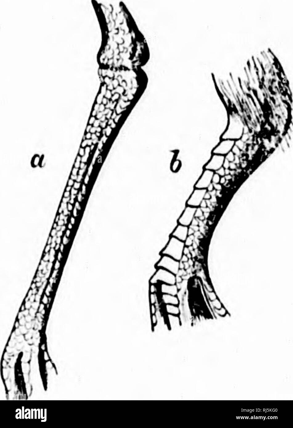 . Key to North American birds [microform] : containing a concise ...