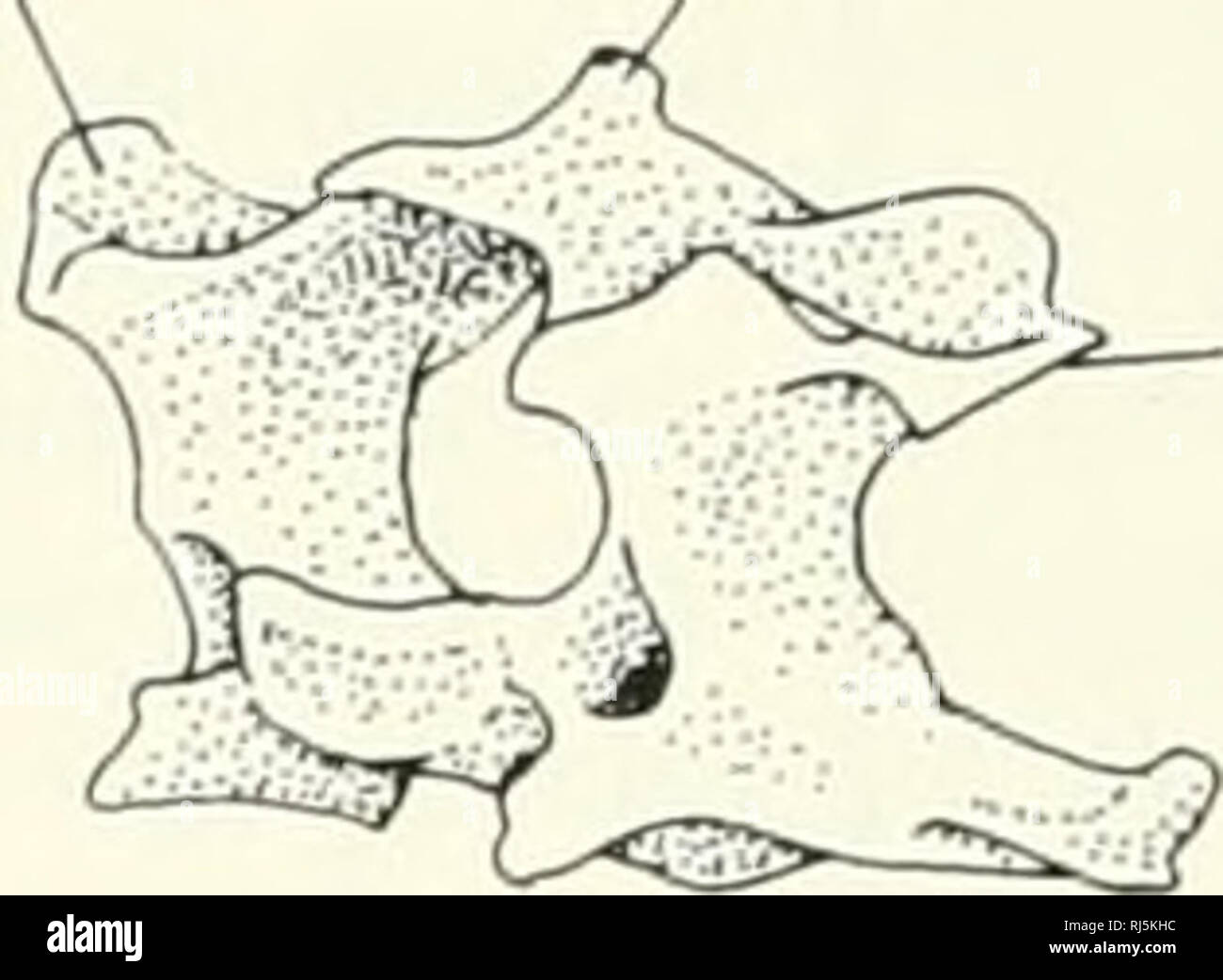 春夏新作 Morphology morphology. Chordate (Animals); neural Chordata. 生物学