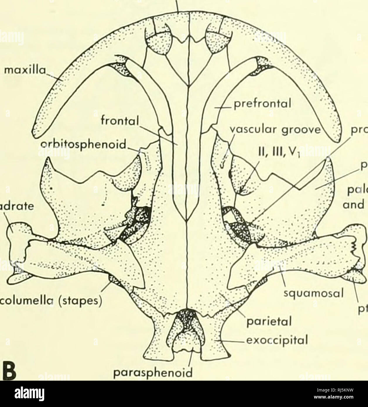 Chordate Morphology Morphology Animals Chordata Vii Frontal Prootic Y A Parietal Columella Stapes Quot Quot Ji J La Cartilage Exoccipifal R I Ii I H L Tz A I Ix X Xi