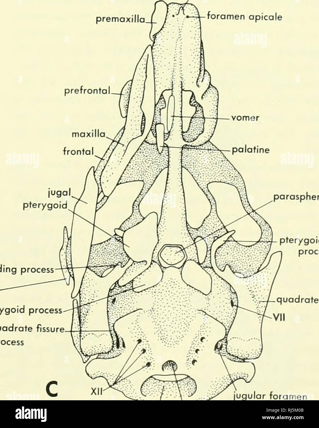 . Chordate morphology. Morphology (Animals); Chordata. premaxilla. prefronta prenasal process foramen apicole parosphenoid prootic fenestra. pterygoid process ascending process —postorbital. basipterygoid process cranioquadrote fissure pterygoid process squamosal   jugular  endolymphatic foramen t&quot;--'^ ,  i foramen magnum notocriord canal Figure 4-12. Chondrocranium and some of the dermal bone rudiments observed in the head of an embryo (13-mm head length) of CrococJ/7us biporcofus. (After Shiino, 1914) Bird The head skeleton of the chicken, as an example of the bird, contributes several Stock Photo