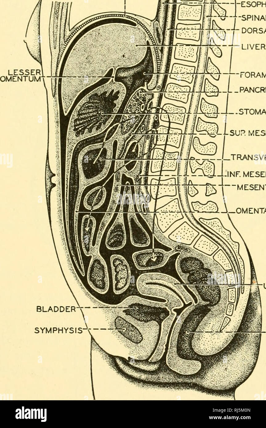 . Chordate anatomy. Chordata; Anatomy, Comparative. THE DIGESTIVE