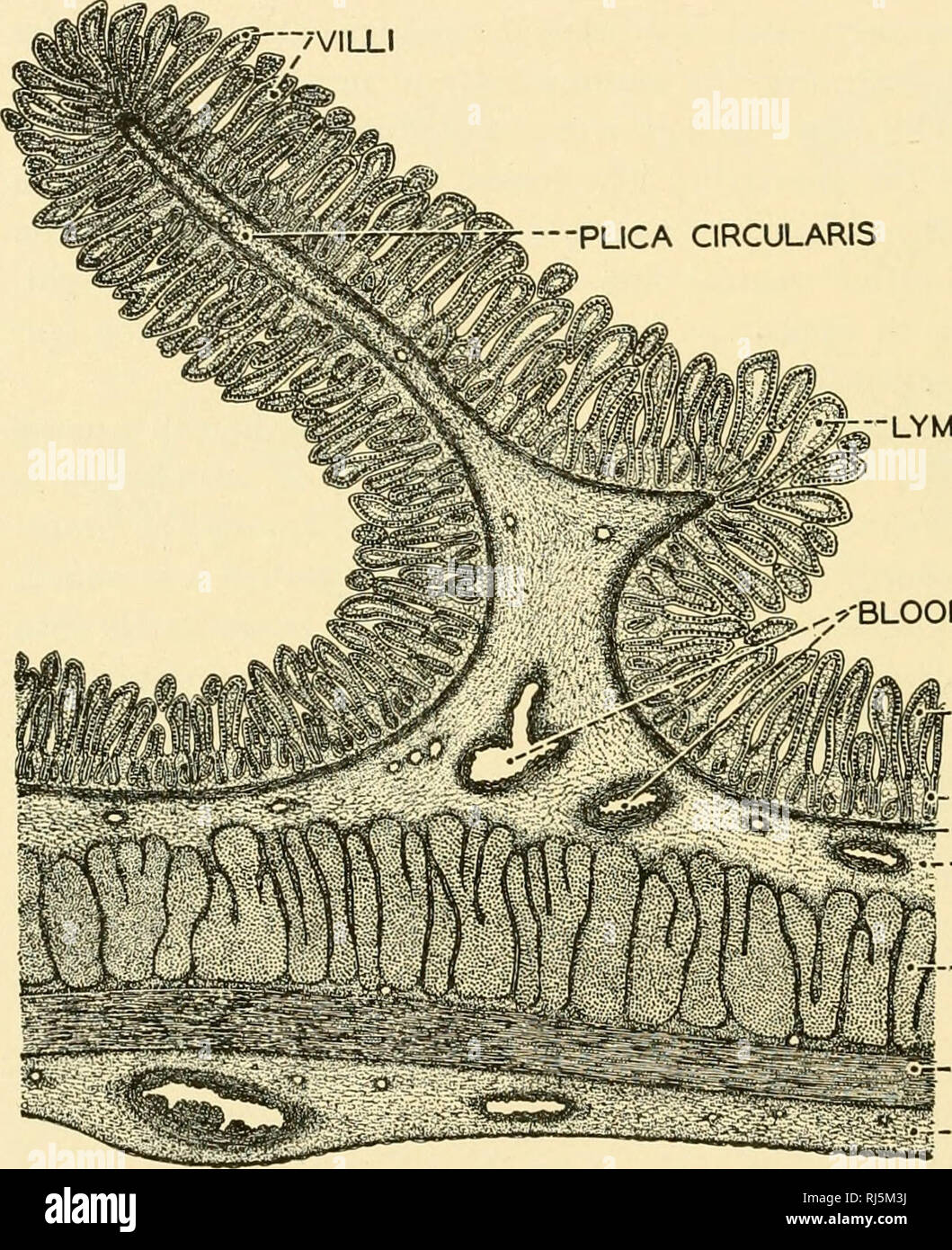 . Chordate anatomy. Chordata; Anatomy, Comparative. 232 CHORDATE