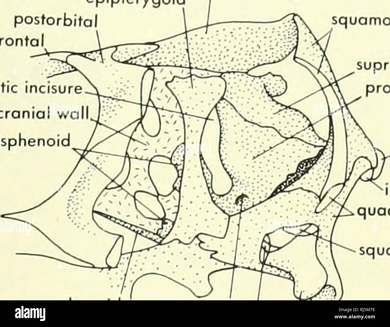 . Chordate morphology. Morphology (Animals); Chordata. exoccipital process' occipital condyle basipterygoid process' squamosal posttemporol fenestra jugal paroccipitol process of opisthotic quadrate quadrotojugaj (fused to quadrate) cranioquadrate fissure fenestra vestibuli IX-X-XI epipterygoid postorbital postfrontal P°'''«*°' parietal foramen squamosal epipterygoid parietal prootic incisure membranous cranial wo basisphenoid B. parasphenoid supraoccipitol prootic prootic supratrigeminal process facial toromen poroccipital process internal carotid ntercalore quadrate parasphenoid squamosal pt Stock Photo