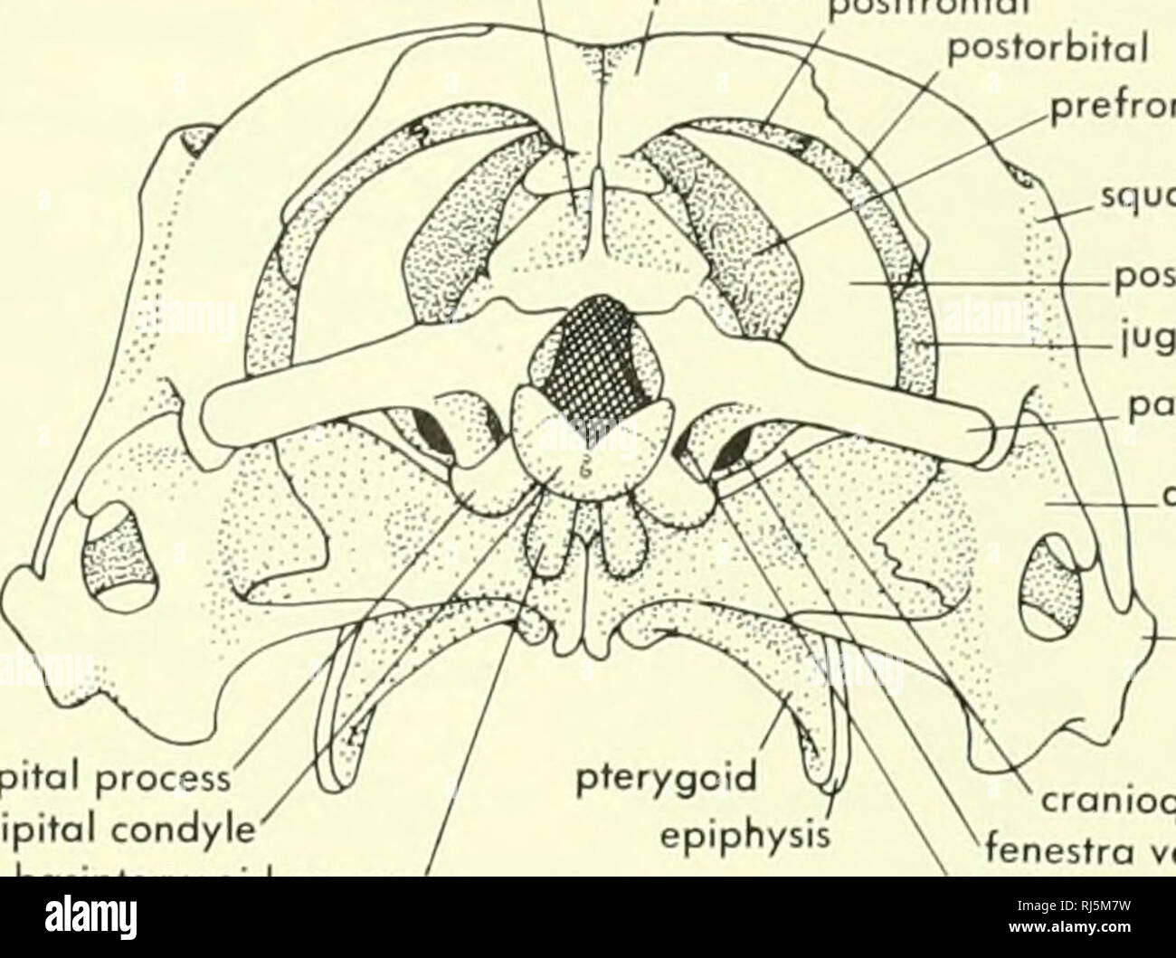 . Chordate morphology. Morphology (Animals); Chordata. supraoccipitol P°^'^*°' postfrontal postorbital prefrontal. exoccipital process' occipital condyle basipterygoid process' squamosal posttemporol fenestra jugal paroccipitol process of opisthotic quadrate quadrotojugaj (fused to quadrate) cranioquadrate fissure fenestra vestibuli IX-X-XI epipterygoid postorbital postfrontal P°'''«*°' parietal foramen squamosal epipterygoid parietal prootic incisure membranous cranial wo basisphenoid B. Please note that these images are extracted from scanned page images that may have been digitally enhanced Stock Photo