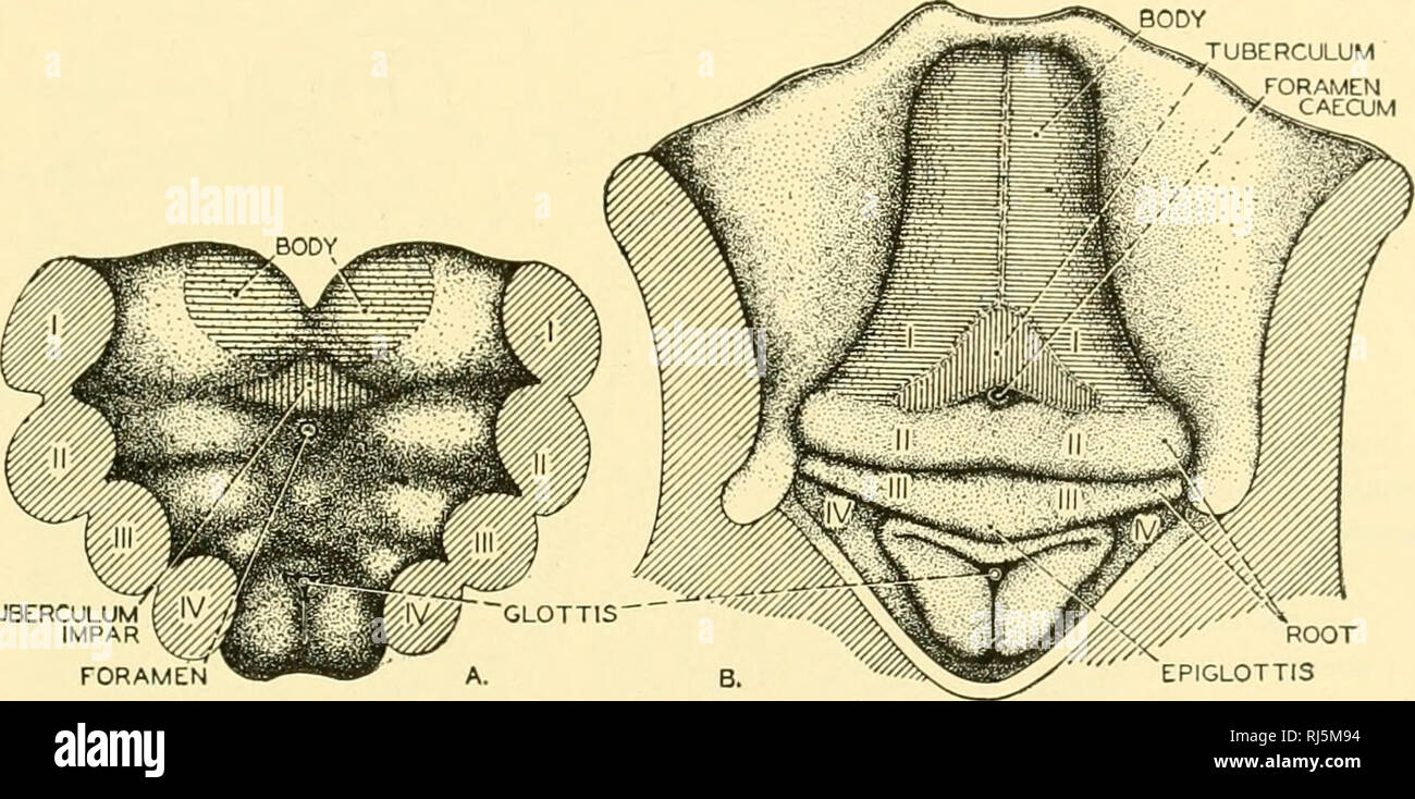 Chordate Anatomy Chordata Anatomy Comparative The