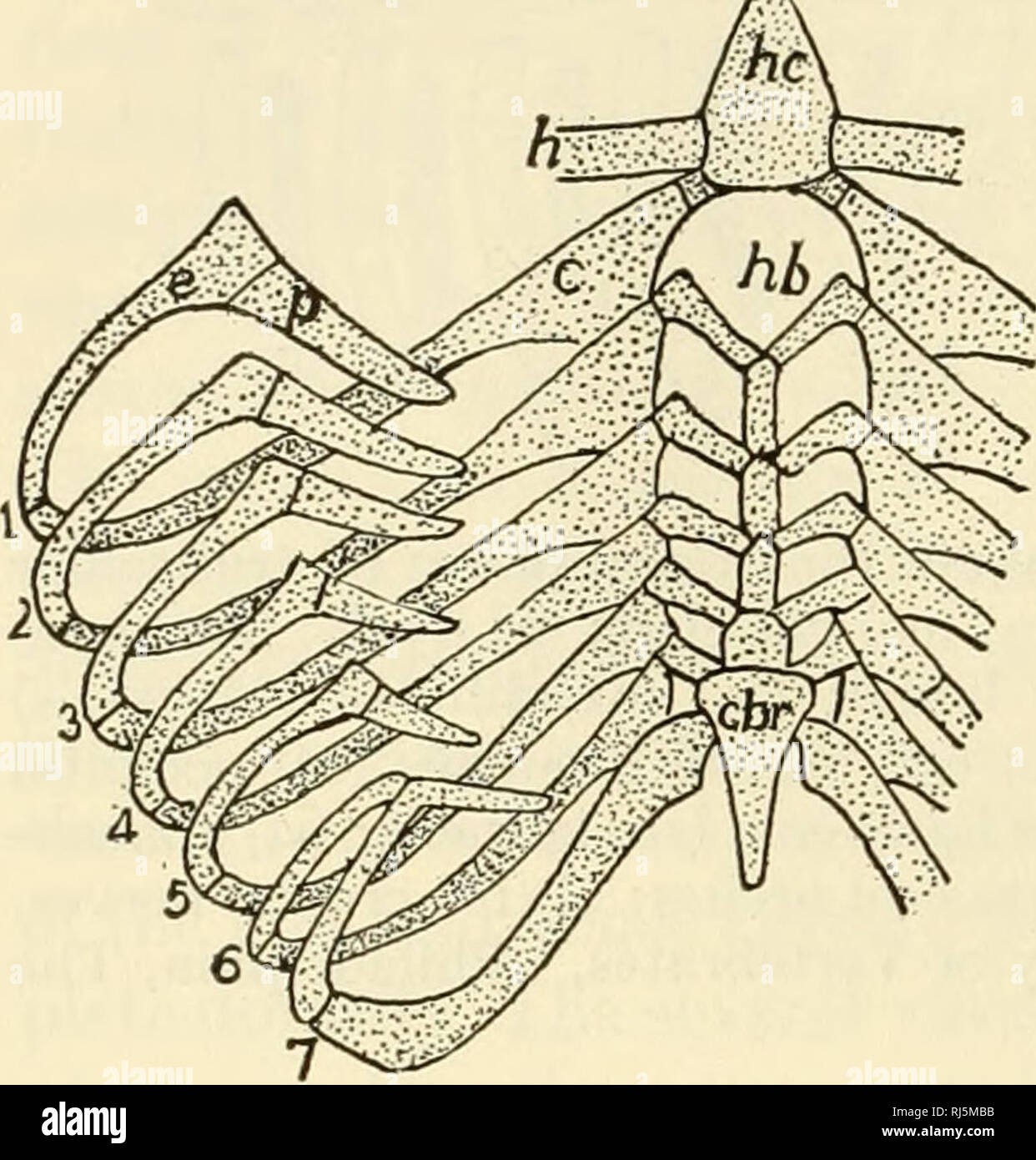 . The chordates. Chordata. 120 Basic Structure of Vertebrates ...
