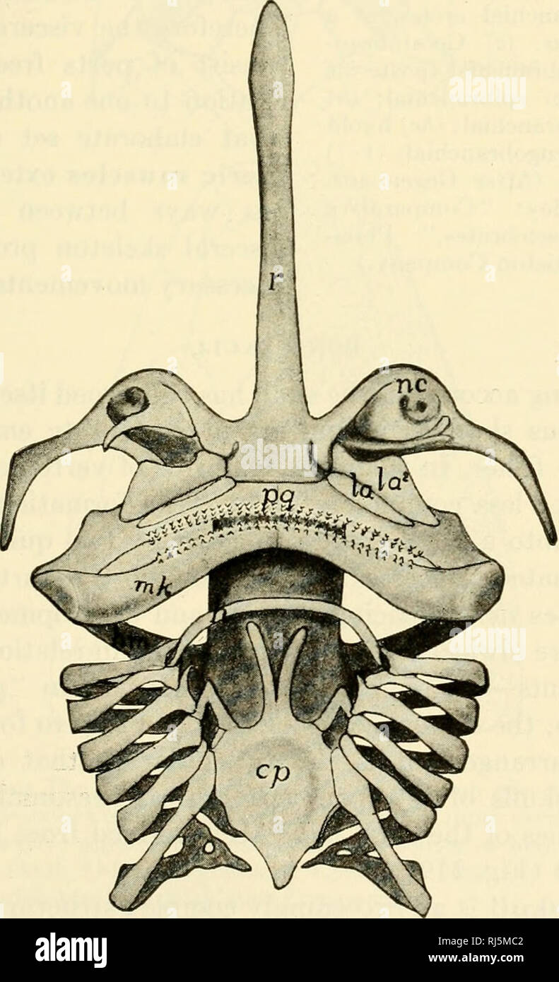 mandibula Diagram