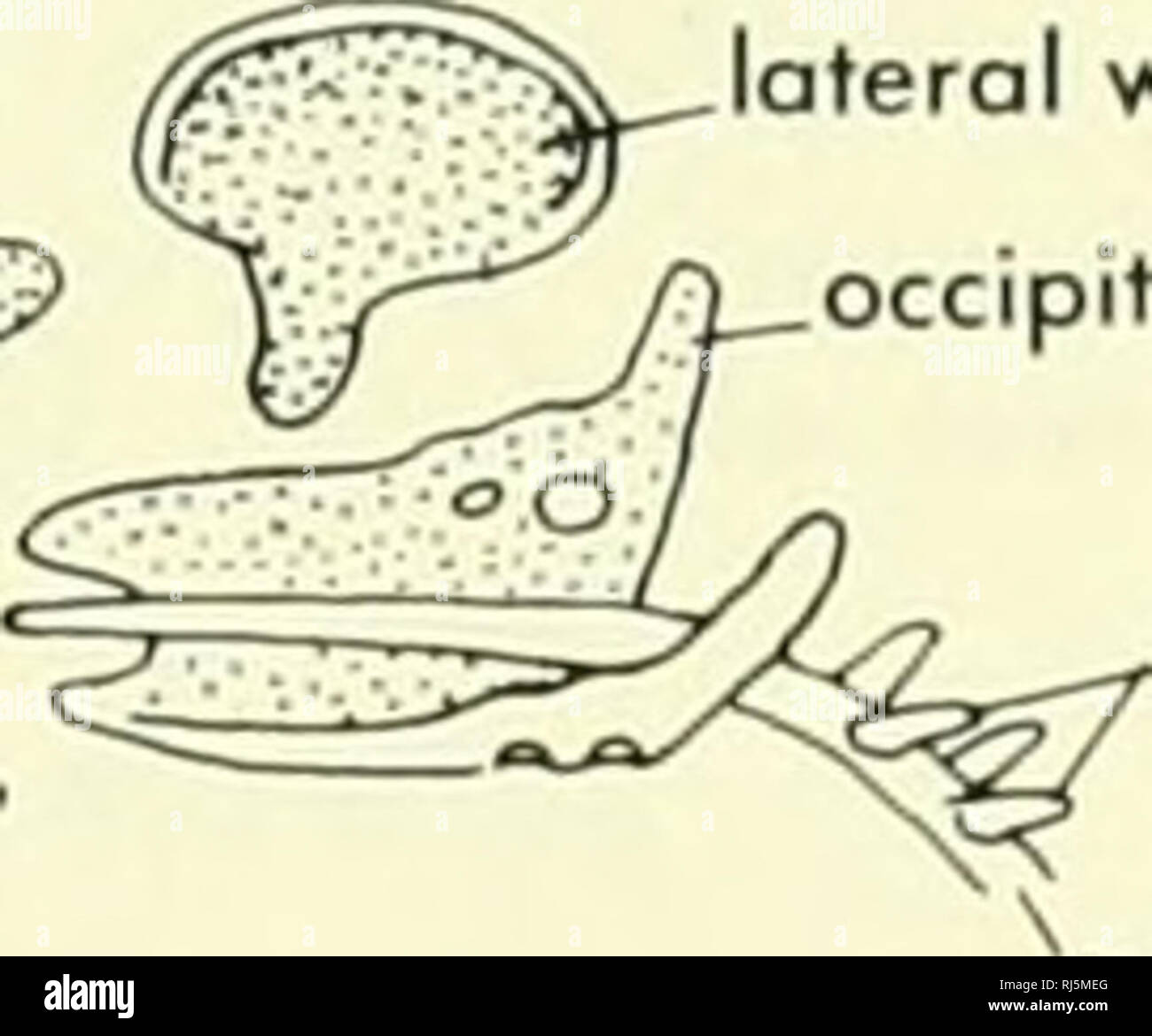 Chordate Morphology Morphology Animals Chordata Quadrate Cartilage X B 2 5 Lateral Wall Of Otic Capsule Occipital Arch Basidorsals Of Vertebrae Notochord Ascending Process Trabecula Communis Occipital Arch Interorbital Septum Meckel S