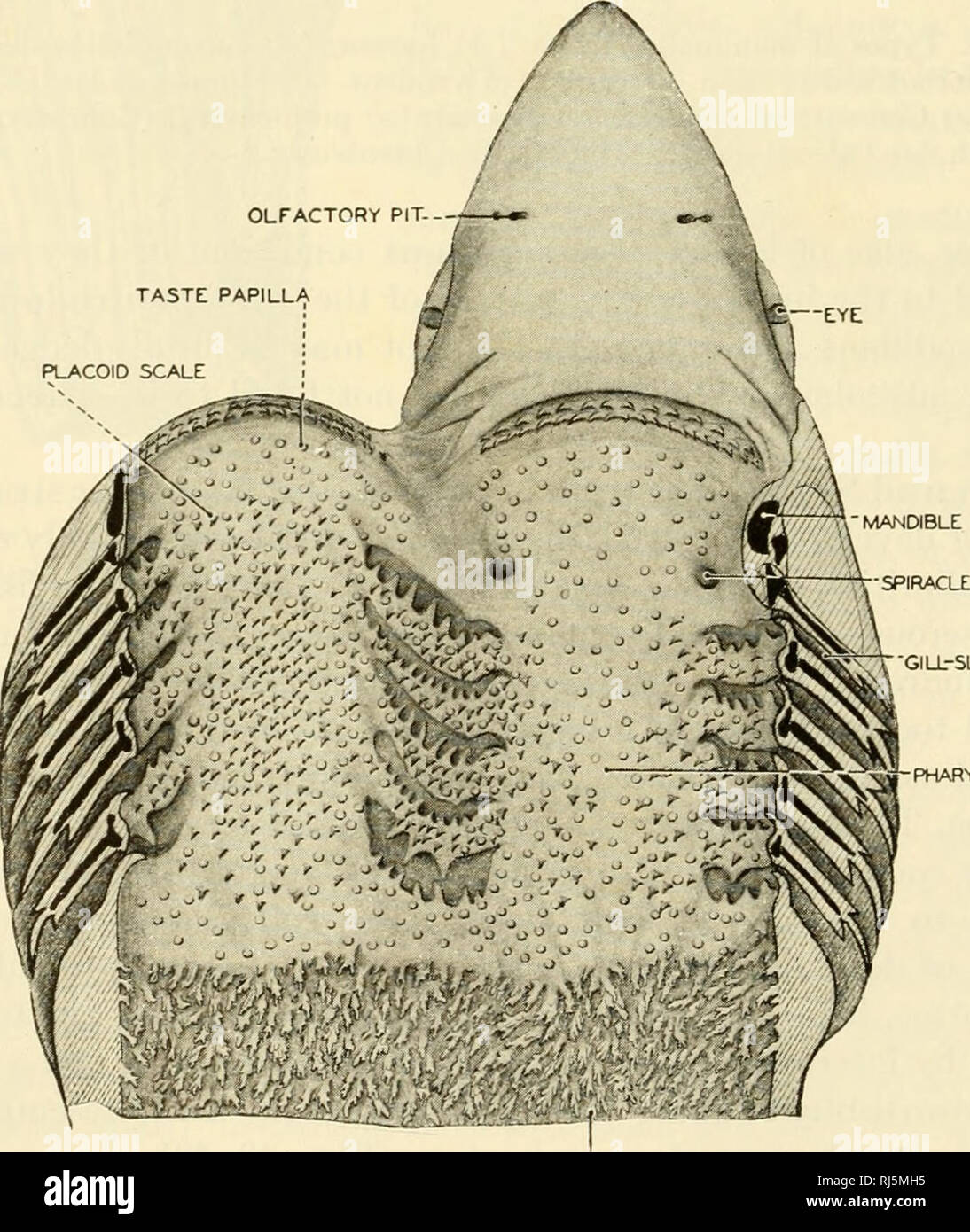 Placoid scales hires stock photography and images Alamy