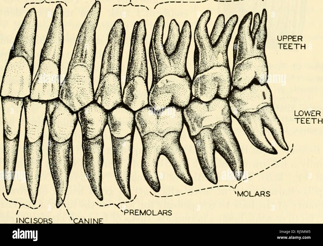. The chordates. Chordata. Fig. 42. (A) Tricoiiodont tooth of Dromatherium. (B) Tritubercular tooth of Spalacotherium. (C) Interlocking of upper (dark) and lower (light) tritubercular molar teeth (after Osborn). (D) Molar of Erinaceus. (E) Molar of horse (selenodont type), (c) Cingulum; (m) metacone (metaconid); (pa) paracone (paraconid); (pr) protocone (protoconid); (t) talon. (Courtesy, Kingsley: &quot;Comparative Anatomy of Vertebrates,&quot; Philadelphia, The Blakiston Company.) i CANINE INCISORS PREMOLARS /M 0LflR^.. ^PREMOLARS ^CANINE Fig. 43. Human teeth viewed from the left side. The h Stock Photo