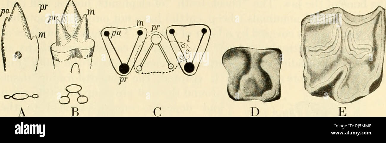 . The chordates. Chordata. The Inner (Alimentary) Tube and Its Respiratory Derivatb. Fig. 42. (A) Tricoiiodont tooth of Dromatherium. (B) Tritubercular tooth of Spalacotherium. (C) Interlocking of upper (dark) and lower (light) tritubercular molar teeth (after Osborn). (D) Molar of Erinaceus. (E) Molar of horse (selenodont type), (c) Cingulum; (m) metacone (metaconid); (pa) paracone (paraconid); (pr) protocone (protoconid); (t) talon. (Courtesy, Kingsley: &quot;Comparative Anatomy of Vertebrates,&quot; Philadelphia, The Blakiston Company.) i CANINE INCISORS PREMOLARS /M 0LflR^.. Please note th Stock Photo