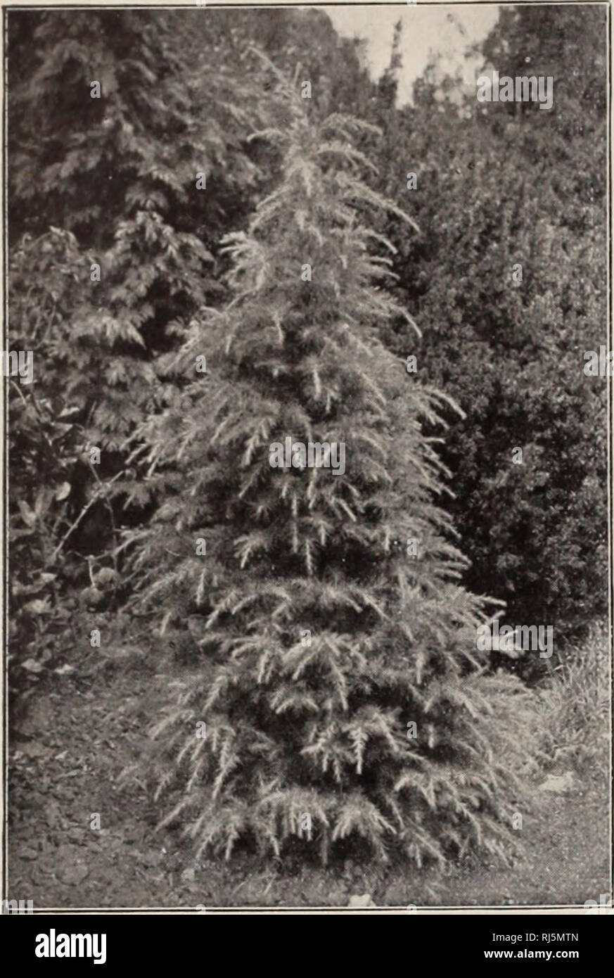. Choice hardy trees and plants / F.W. Kelsey Nursery Company.. Nursery Catalogue. 22 FREDERICK W. KELSEY.. CEDRUS DEOUORA. INDIAN CEUAR. BIOTA semper aurescens. Ever-Golden Ar- BOR-ViT.iE (IV). Dense conical habit. 75 cts. CEDRUS Atlantica. Mr. Atlas Cedar (I). Of vigorous growth, pyramidal form; dense, light silvery foliage, very thick on the upper side of the branches. Hardy and valuable. One of the finest evergreens. $1 to $2. Extra speci- mens, $5 to $20. CEDRUS Atlantica glauca. (I). One of the most beautiful evergreens. Upright growth, low branched and of compact habit. Leaves very fine Stock Photo