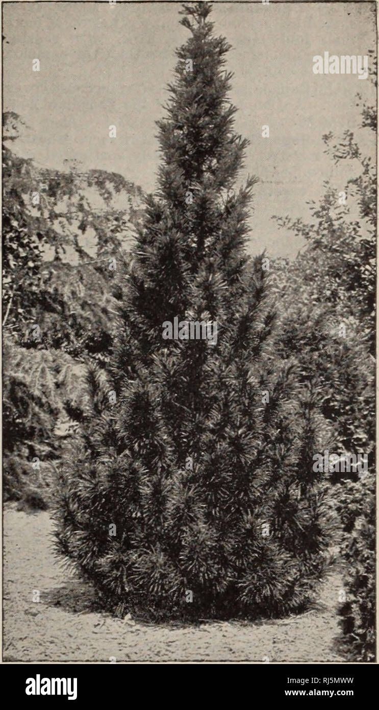 . Choice hardy trees and plants / F.W. Kelsey Nursery Company.. Nursery Catalogue. Choice Trees, Shrubs and Hardy Plants. 25. RETINOSPORA obtusa nana. Dwakf Obtuse Ketinospoka. Very dwarf; spreading habit and deep green, glossy foliage. Karely grows over two feet in height. SI. RETINOSPORA obtusa pendula. Weeping Ob- tuse Japan Ctpre.ss. A very attractive variety, with graceful, drooping branches. $1.50. RETINOSPORA obtusa nana aurea. Golden DwAEF Obtuse Eetinospoea. Kich broiize- yellow leaves. $1.50. RETINOSPORA obtusa argentea variegata. Soft, silvery foliage, intermixed with green. $1.50.  Stock Photo
