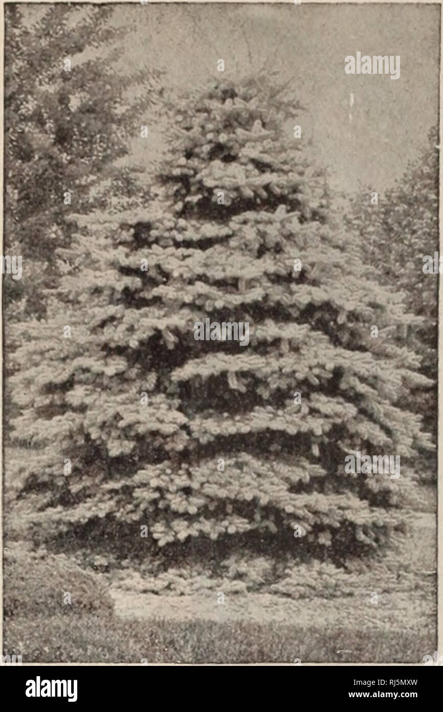 . Choice hardy trees and plants / F.W. Kelsey Nursery Company.. Nursery Catalogue. 23 Fred'k W. Kelsey, 150 Broadway, New York.. Colorado liLUii !Speuc'e. PICEA pungens glauca. Colorado Blue Spkuoe. Fine, compact, vigorous habit and remarkably beautiful foliage; not excelled by any other Evergreen. Perfectly hardy, and grown successfully where other Evergreens fail. It will withstand the coldest seasons, and in appearance surpasses any of the taller Con- iferous trees, with perhaps the exception of Abies Coneolor or Cedrus Atlantica Glauca. Can be easily transplanted. The fine steel-blue color Stock Photo