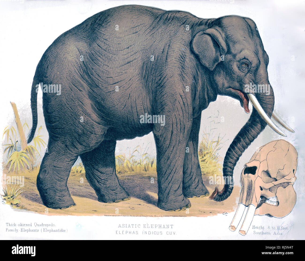 Thickskinned Quadrupeds. Family Elephants (Elephantidæ Stock Photo