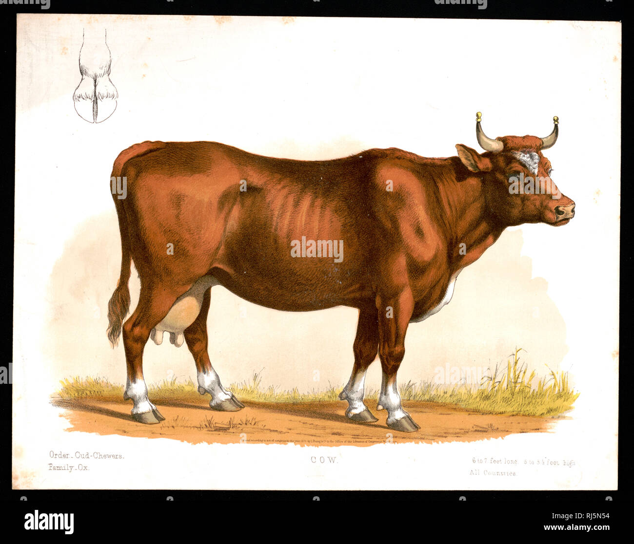Print shows a right side view of a cow, fulllength, standing; also