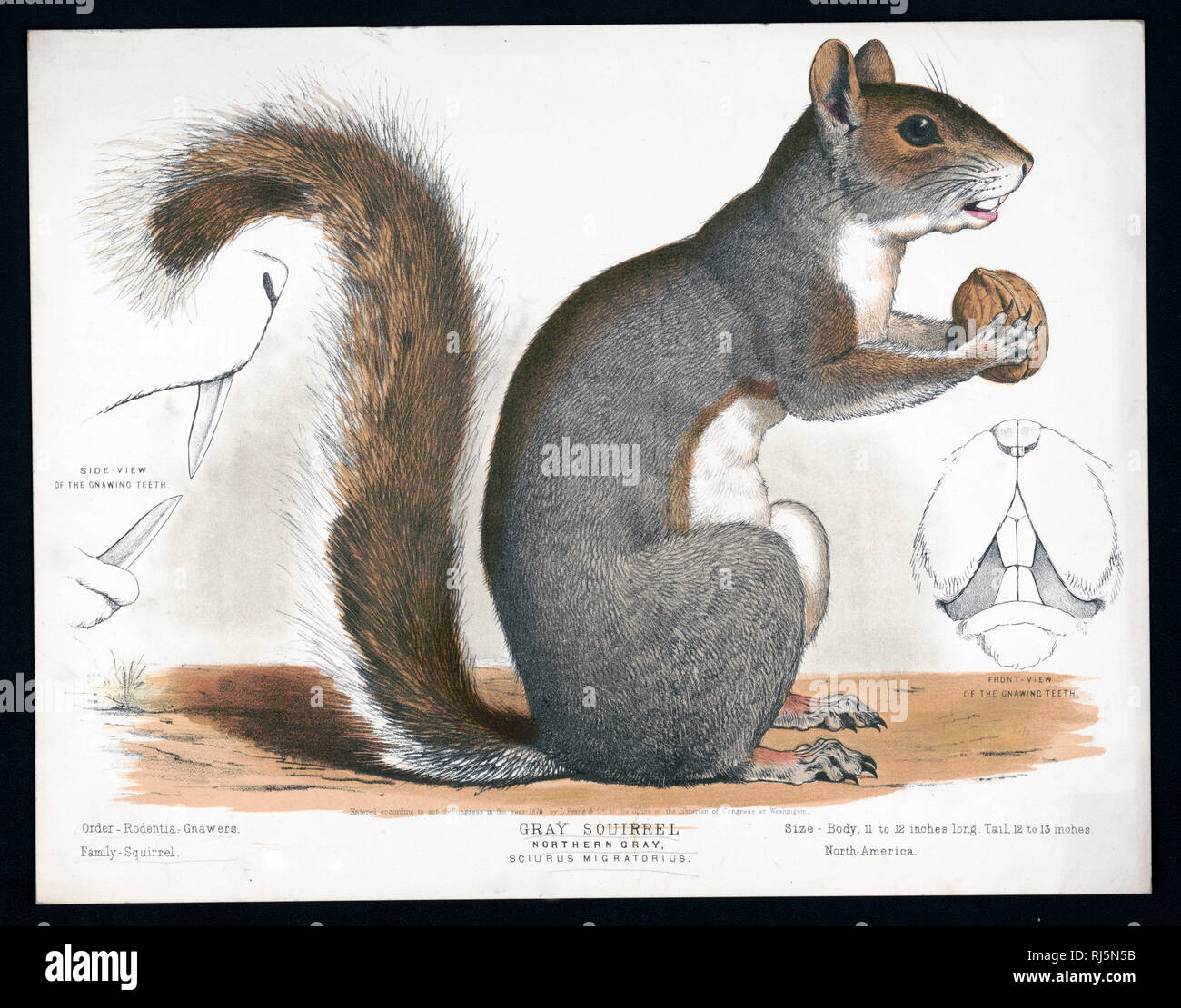 Print shows a right side view of a 'gray squirrel', full-length, sitting up, holding a walnut between its paws; also shows, on the left, a 'side view of the gnawing teeth' and, on the right, a 'front view of the gnawing teeth'. Stock Photo