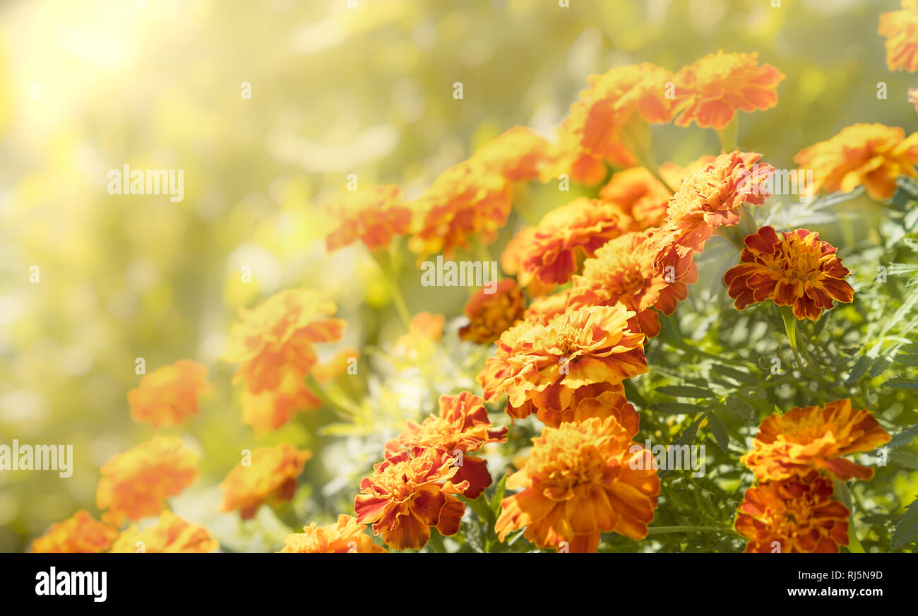 Orange and yellow Marigolds in their autumn glory bathed with  the beauty and warmth of the rising sun Stock Photo