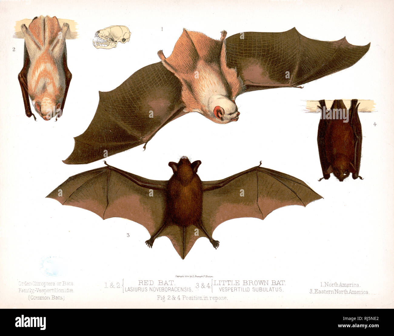Order - Chiroptera or Bats. Family - Vespertilionidæ [Common bats] Stock Photo