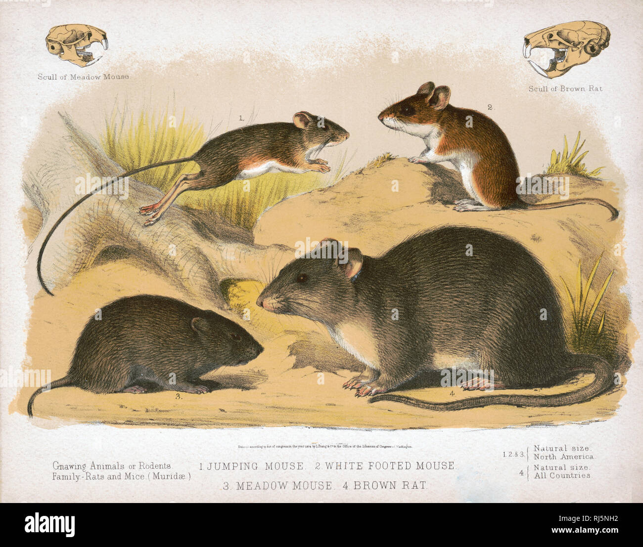 Gnawing animals or rodents. Family - Rats and Mice [Muridæ] Stock Photo