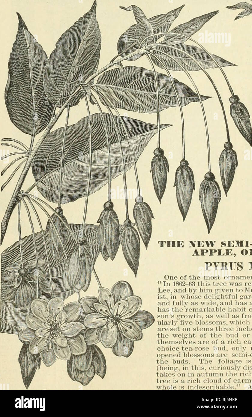 . Choice selections in seeds and plants. Nurseries (Horticulture) New York (State) Tarrytown Catalogs; Flowers Seeds Catalogs; Vegetables Seeds Catalogs; Fruit Seeds Catalogs; Plants, Ornamental Catalogs; Gardening Equipment and supplies Catalogs. PRUNUS TRILOBA. &quot; Double Flowering: Plum.&quot; Flowers semi-double, delicate pink, an incli in diameter, bloom- ing thickly on slender branches in May. A choice and attractive shrub. 3 ft.,.very fine plants, 50 cents.. PvRtTs Malus Parkmanii. PRUNI S Ti.lLllllA. RHUS COTINUS, &quot;Smoke Tree,&quot; or &quot;Purple Fring'e,&quot; a tall shrub,  Stock Photo