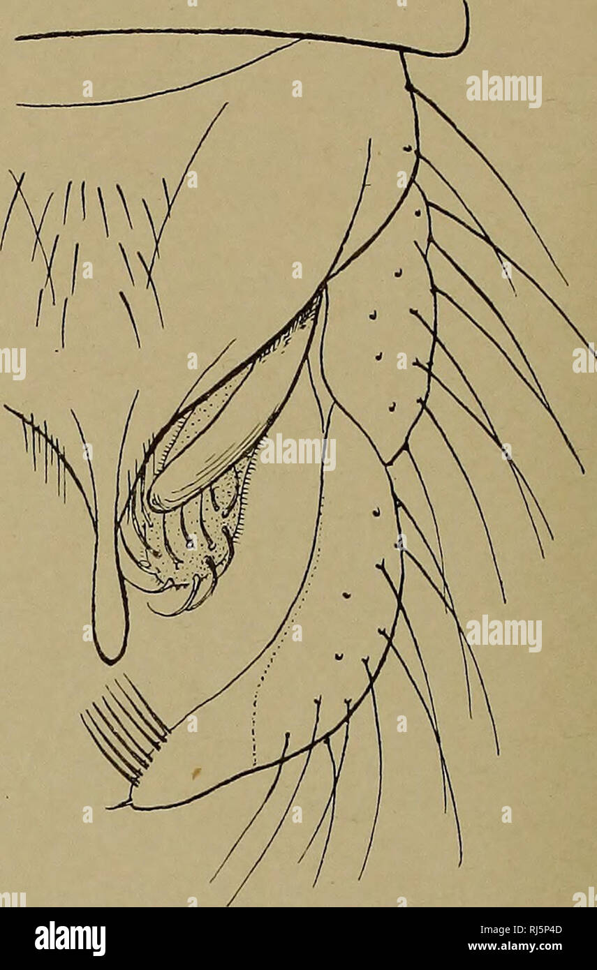 . Chironomides de Belgique et spÃ©cialement de la zone des Flandres. Chironomidae; Diptera. FiG. 182. â Pince de Chironomus corniger (face dorsale). FiG. 183. â Pince de Chironomus plumosus (face dorsale). 27. trÃ¨s rapprochÃ© de la sous-costale et seulement un peu moins Ã©pais que celle-ci; cubitus presque droit; transversale Ã peine un peu assombrie. Pince (fig. 182) Ã articles terminaux plus longs que les basaux, trÃ¨s arquÃ©s et amincis progressivement Ã l'extrÃ©mitÃ©; bord interne pourvu de 5-6 soies rigides sous l'extrÃ©mitÃ©; appendices supÃ©rieurs ne dÃ©passant pas l'article basai, pli Stock Photo